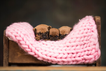 Dogs sleep on a small wooden bed