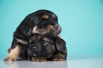 Two dogs puppy animals concept