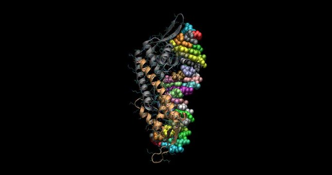 Replication terminator protein/b-site DNA complex  3D molecule 4K spinning