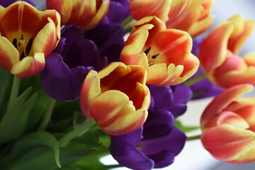 yellow and purple tulips