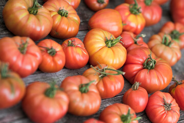 Red Tomatoes in a Greenhouse, organic food
