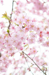 Fototapeta na wymiar 満開の桜の花　河津桜　日本の春　縦型