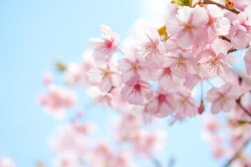 満開の桜の花　背景に青空　河津桜　日本の春
