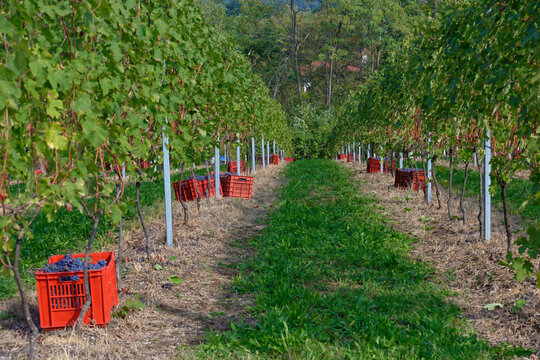 Vendemmia di uva nebbiolo in un vigneto di Agli&egrave; in Piemonte. Raccolta dei grappoli di uva per produrre vino nebbiolo, barbaresco e nebbiolo.