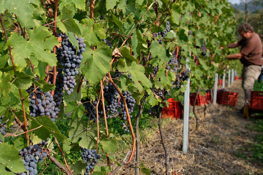 Vendemmia di uva nebbiolo in un vigneto di Agli&egrave; in Piemonte. Raccolta dei grappoli di uva per produrre vino nebbiolo, barbaresco e nebbiolo.