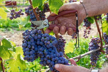 Vendemmia di uva nebbiolo in un vigneto di Agliè in Piemonte. Raccolta dei grappoli di uva per produrre vino nebbiolo, barbaresco e nebbiolo. - obrazy, fototapety, plakaty
