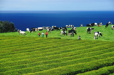 Azoren Azores S&atilde;o Miguel Island Vulkaninseln
