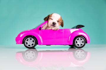 Dog in a pink car - 579739669
