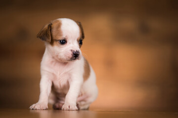 Small dog on a wooden background