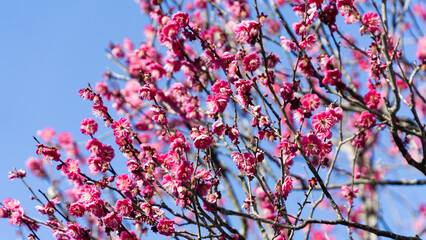 pink plum blossoms are just beginning to bloom