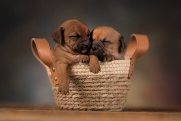 Small puppies in a wicker basket