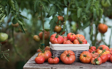 Vegetables, tomatoes on wooden desk