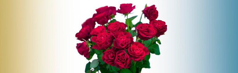 A bouquet of red roses on a white background in the center of the image. Soft gradient colors background for text material.