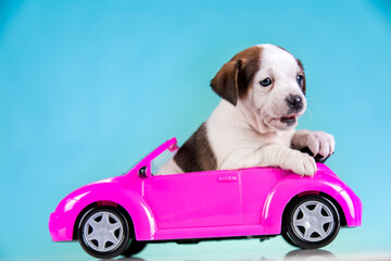 Obraz na płótnie Canvas Cute dog in a pink car