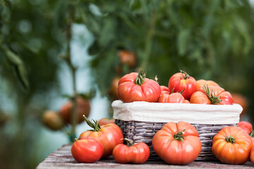 Vegetables, tomatoes on wooden desk