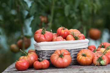 Red Tomatoes in a Greenhouse, organic food