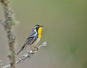 Yellow-throated Warbler, Setophaga dominica, male singing in natural setting during spring...