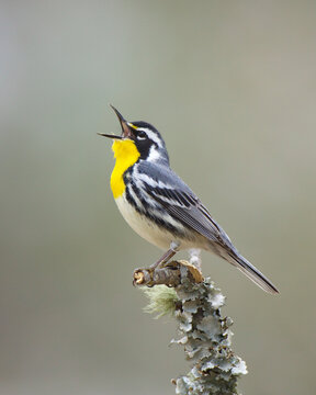 Yellow-throated Warbler, Setophaga dominica, male singing in natural setting during spring courtship and migration season