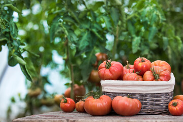 Tomatoes vegetable garden, organic products