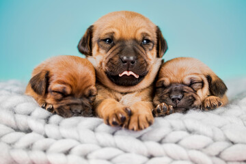 Pet, dog puppy, sleeps on a blanket