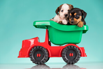 A small dog in an off-road car