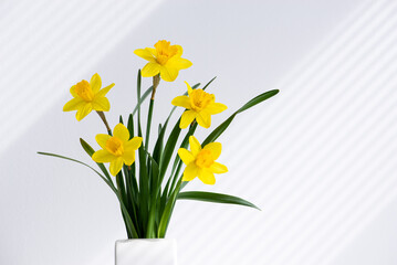 Hello spring, summer flowers background concept with sun rays. Easter yellow bunch of blossoming narcissus flowers in white vase on white nature background, space for text.
