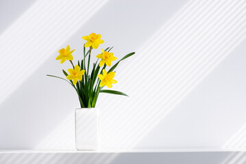 Hello spring, summer background concept for holiday. A beautiful yellow bunch of blossoming narcissus flowers in white vase on white nature background, space for text.