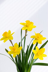 Hello spring, summer flowers background with sunlight rays. Close up of fresh beautiful  bunch of yellow blossoming narcissus flowers in white vase on white nature background with space for text