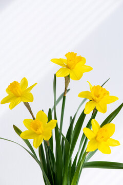 Hello spring, summer flowers background with sunlight rays. Close up of fresh beautiful  bunch of yellow blossoming narcissus flowers in white vase on white nature background with space for text