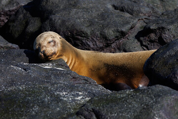 Galapagos sea lion (Zalophus wollebaeki) sleeping in black stones - 579746254