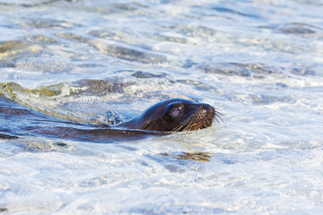 close-up Galapagos sea lion (Zalophus wollebaeki) swimming in Pacific ocean - 579746266