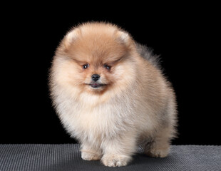 Cute little Pomeranian puppy. fluffy puppy