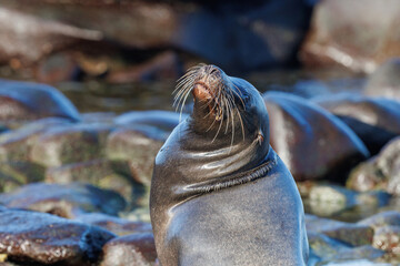 close-up Galapagos sea lion (Zalophus wollebaeki) in black stones - 579746463