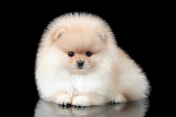 Cute little Pomeranian puppy. fluffy puppy