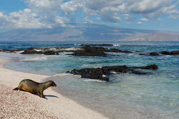 one Galapagos sea lion (Zalophus wollebaeki) at shore with volcanic rocks