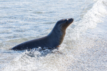 Galapagos sea lion (Zalophus wollebaeki) coming out of water - 579746804