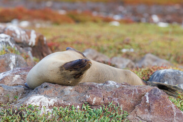 Galapagos sea lion (Zalophus wollebaeki) sleeping - 579746830