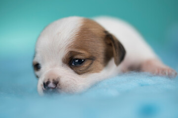 Little dog sleeps on a blanket