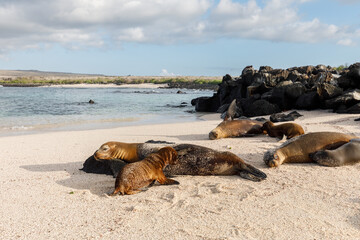 several Galapagos sea lions (Zalophus wollebaeki) lying at shore with white sand - 579747099