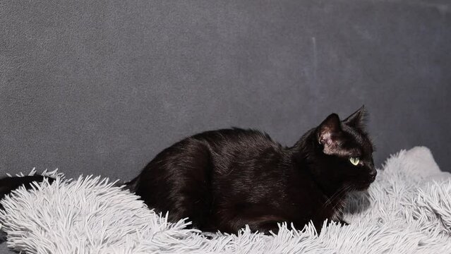 Black Cat Resting On The Couch