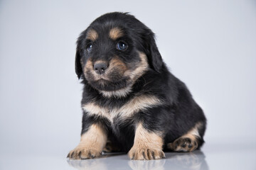 A small dog on a white background