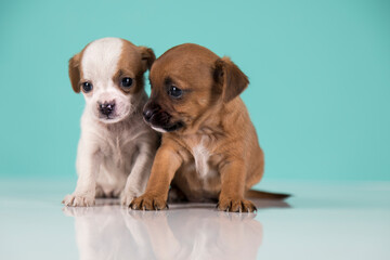 Two little dogs, puppy, animals concept