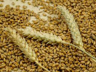 Grains of wheat and spikes of wheat   are  on brown burlap, natural background