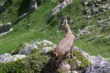 wild adult goat in mountains