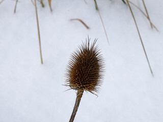 Dry burdock in the snow on the background of grass bushes covered with snow, background
