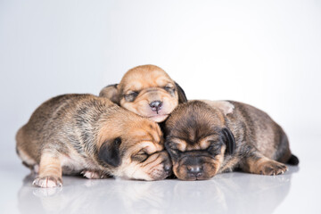 A small dogs, sleep on a white background