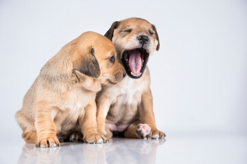 Two dogs, Pet, animals concept