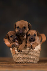 Small puppies in a wicker basket