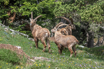 Naklejka na ściany i meble Bouquetin dans le Parc Naturel Régional du Vercors au printemps, Rochers du Parquet, Isère , Alpes