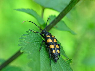 Four-banded longhorn beetle (Leptura quadrifasciata) on a leaf. The beetle is female, males have two conspicuous spines on their legs. The species is very variable in size and color like a wasp.